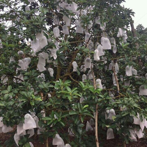 50 Túi Bọc Trái Cây Ổi, Bưởi, Xoài, Na... Nhiều Kích Thước Dùng 3-5 Mùa - CANH NÔNG