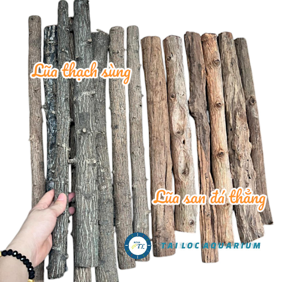 Trang trí bể cá: Lũa thẳng (40 cm - 50 cm) làm layout thủy sinh, layout ...