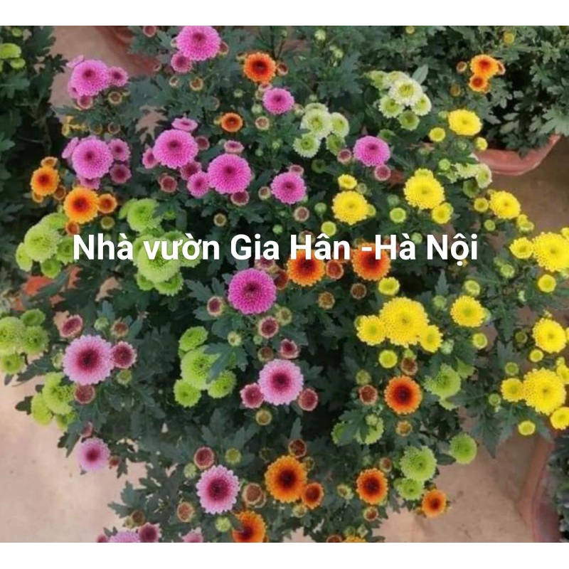 Cúc ruby chậu nhựa trắng (s.p mới 19?12.24 | Shopee Việt Nam