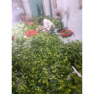 lá chúc tươi - lá chanh thái An giang 1kg chỉ gửi miền nam