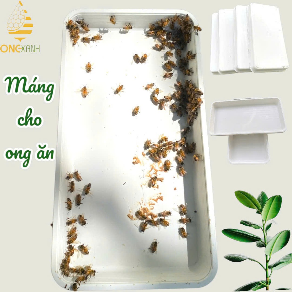 Máng ăn ( Khay ) dùng cụ cho ong uống nước