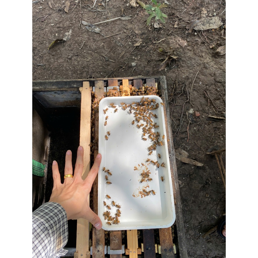 Máng ăn ( Khay ) dùng cụ cho ong uống nước