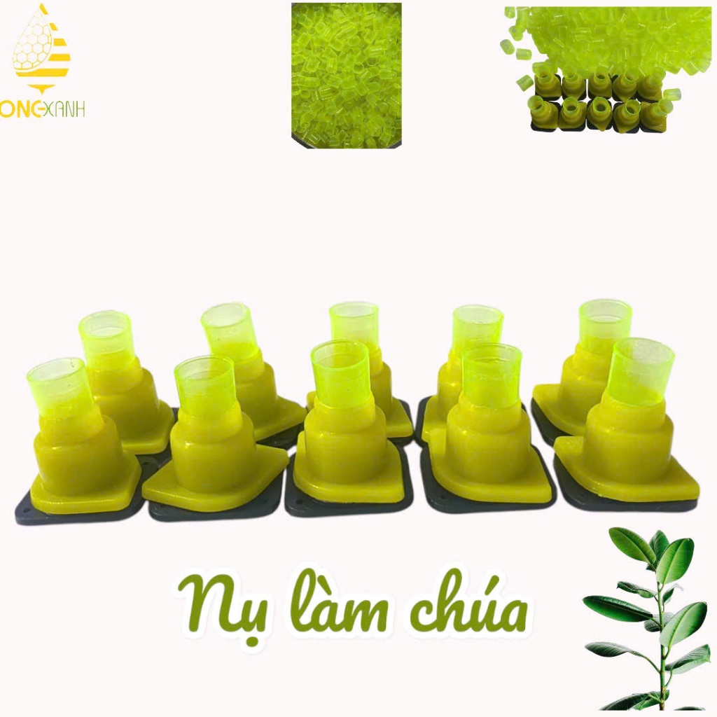 Nụ làm chúa xanh
