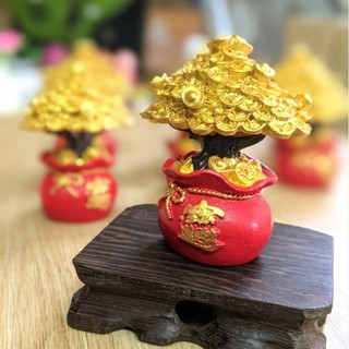 Cây Kim Tiền Cao Cấp Loại 1