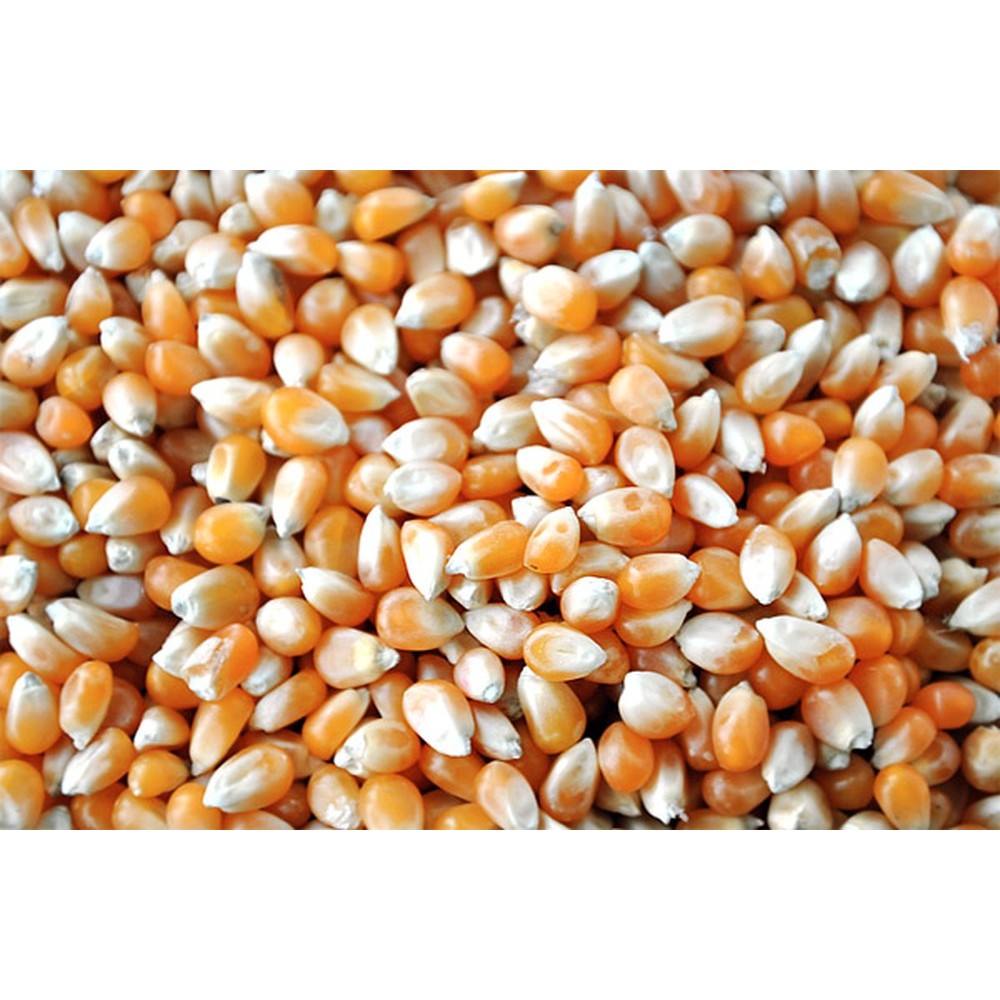 [SỈ] 5KG BẮP RANG BƠ / BẮP NỔ BỎNG/ NGÔ NỔ BỎNG/ Hạt ngô mỹ làm bắp rang bơ _ bắp rang bơ gía sỉ  nongsangiasi