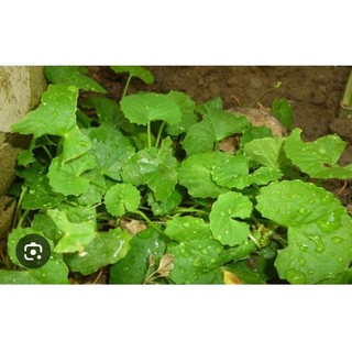 Bầu cây Rau Má xanh tốt