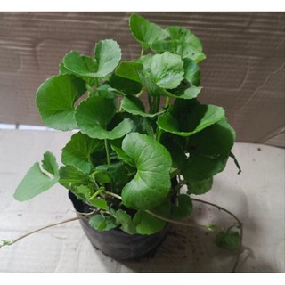 Bầu cây Rau Má xanh tốt