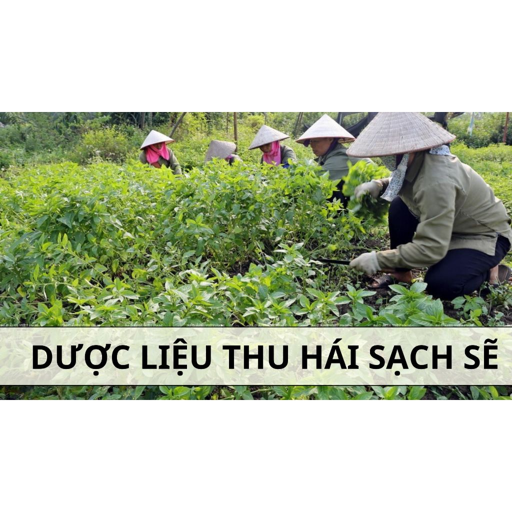 Trà búp ổi Bội lan đường giúp giảm cân, tiêu mỡ nhanh, hỗ trợ dạ dày, đại tràng - bịch 50 lọc