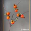 Cành Lựu, Hồng, Cam, Táo Giả, Cành Trái Cây Giả Cắm Bình Trang Trí Decor TOMI 323