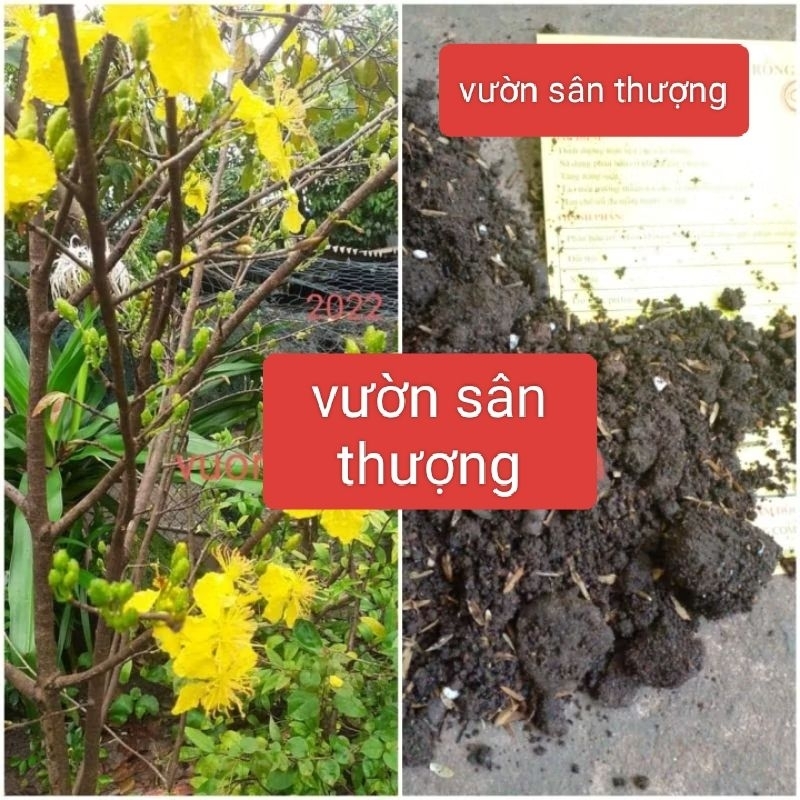 Đất Chuyên Trồng Mai Bao 20dm3 9kg, Giá Thể Đã Trộn Sẵn Đổ Ra Trồng Ngay,.Mua 2 Bao Tặng 500g Phân Nhật