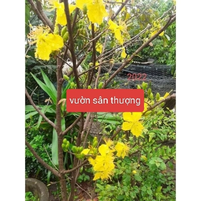 Đất Chuyên Trồng Mai Bao 20dm3 9kg, Giá Thể Đã Trộn Sẵn Đổ Ra Trồng Ngay,.Mua 2 Bao Tặng 500g Phân Nhật