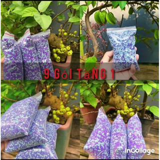 phân bón MIC kích hoa kích quả