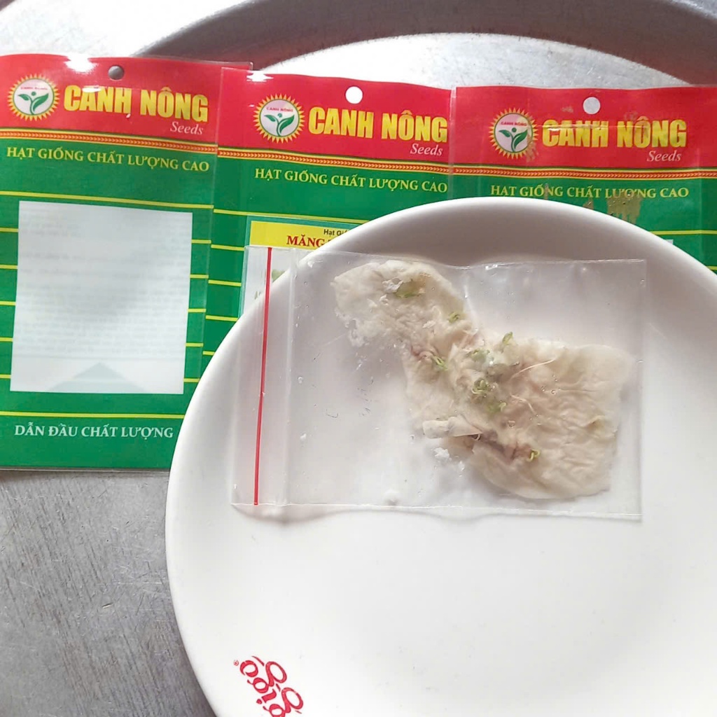 10 CÂY MẦM MĂNG TÂY XANH - Tặng kèm 5 viên xơ dừa - CANH NÔNG - KVT