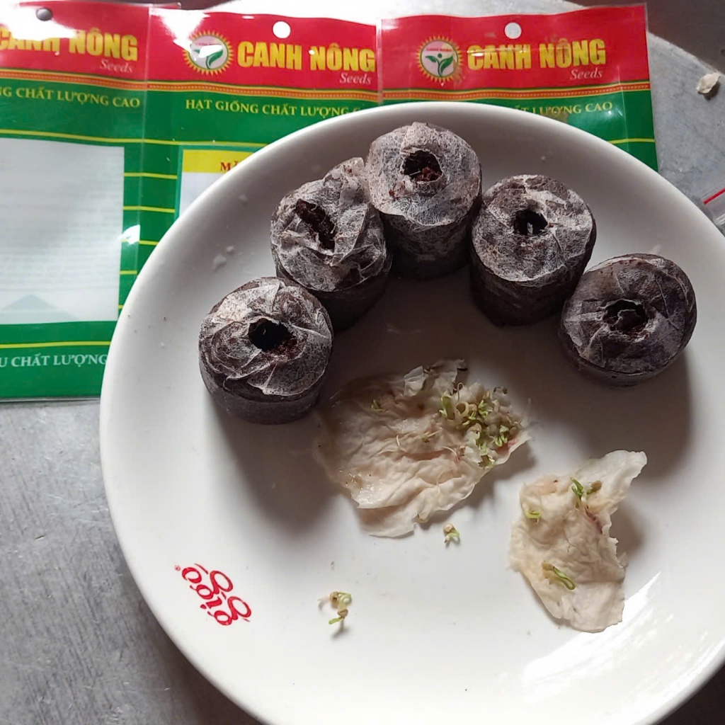 10 CÂY MẦM MĂNG TÂY XANH - Tặng kèm 5 viên xơ dừa - CANH NÔNG - KVT