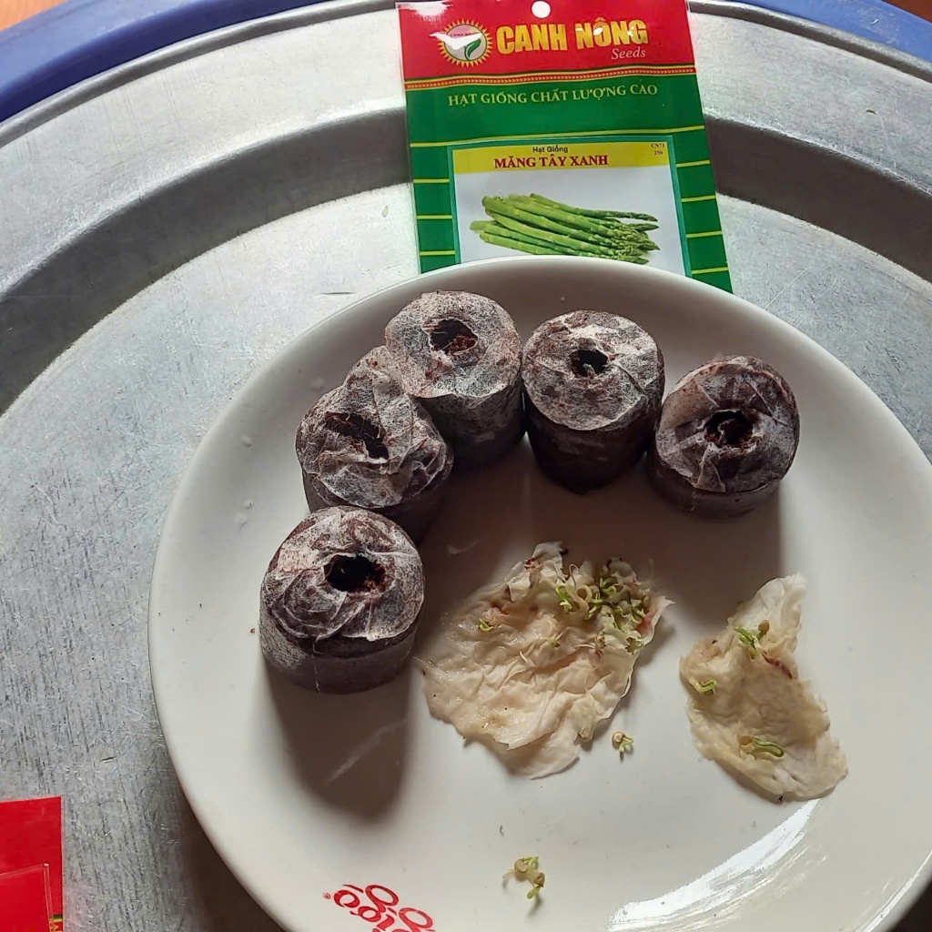 10 CÂY MẦM MĂNG TÂY XANH - Tặng kèm 5 viên xơ dừa - CANH NÔNG - KVT