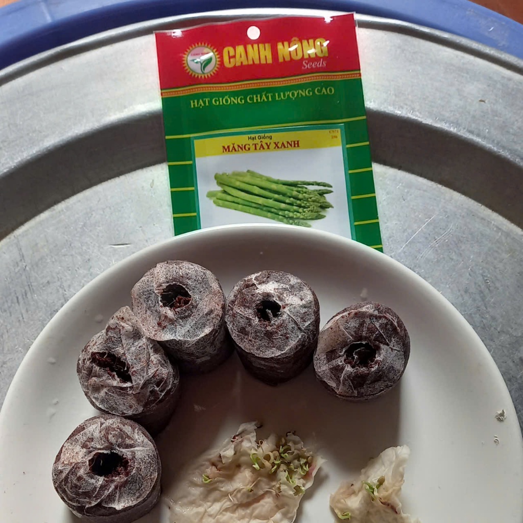 10 CÂY MẦM MĂNG TÂY XANH - Tặng kèm 5 viên xơ dừa - CANH NÔNG - KVT