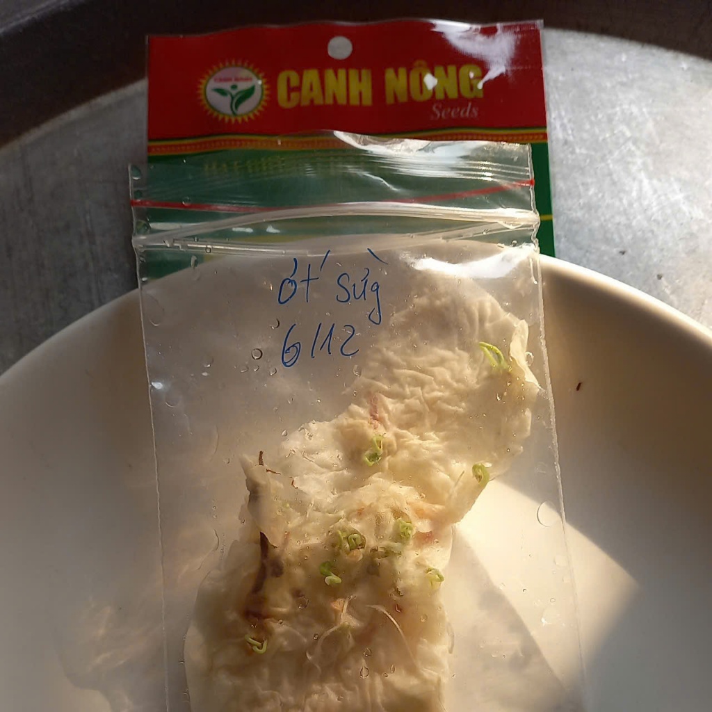 10 CÂY MẦM ỚT SỪNG BÒ F1 SIÊU TRÁI- CANH NÔNG - KVT
