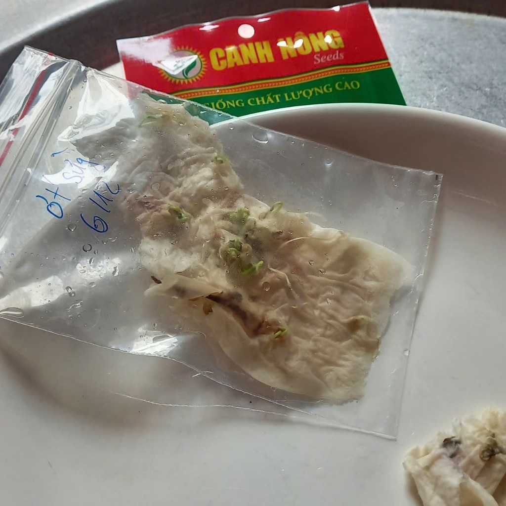 10 CÂY MẦM ỚT SỪNG BÒ F1 SIÊU TRÁI- CANH NÔNG - KVT