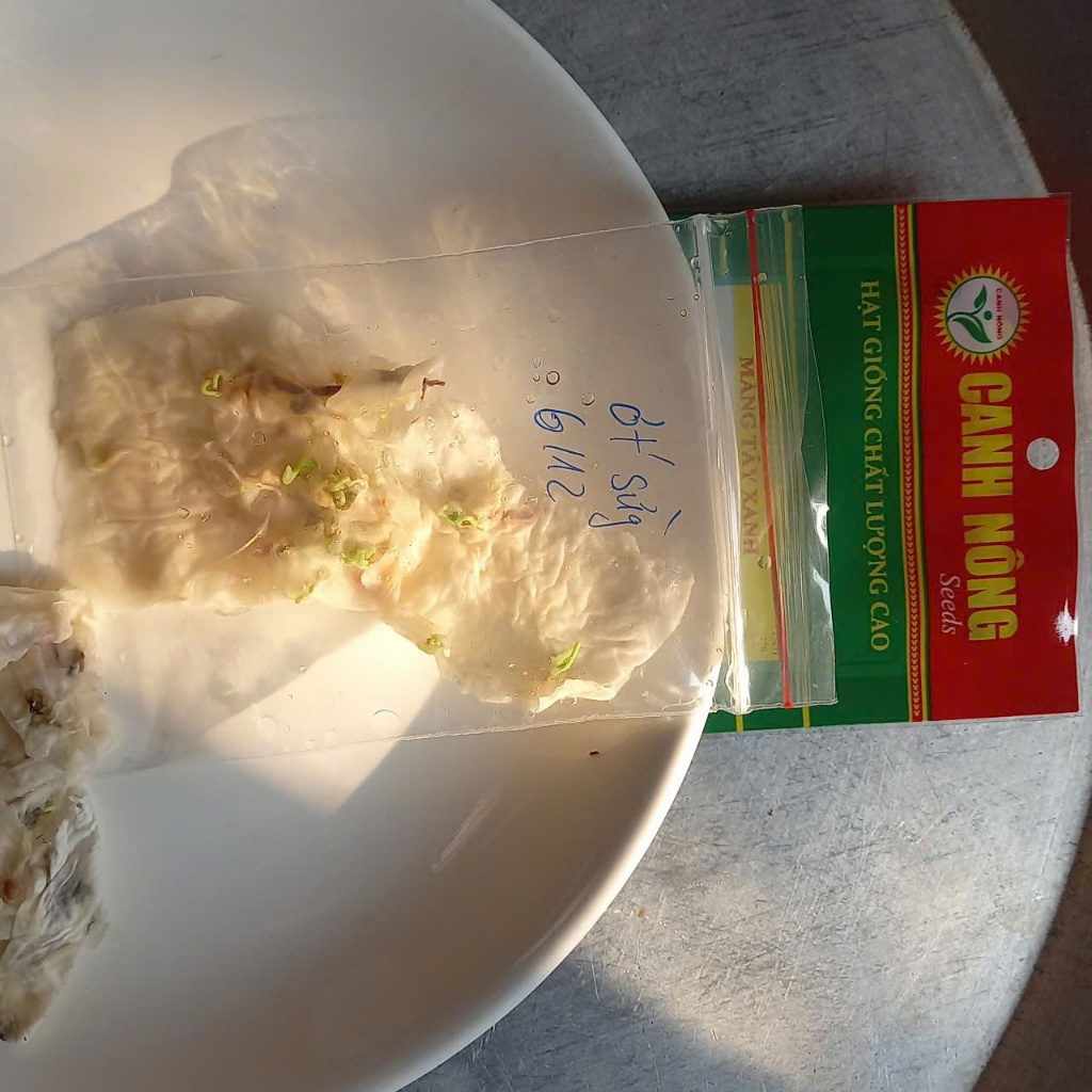 10 CÂY MẦM ỚT SỪNG BÒ F1 SIÊU TRÁI- CANH NÔNG - KVT