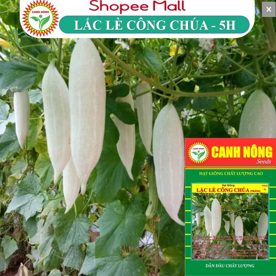 5 CÂY MẦM MƯỚP NHẬT CÔNG CHÚA ( LẮC LÀY, LẶC LÈ ) - Tặng kèm 5 viên xơ dừa - CANH NÔNG - KVT