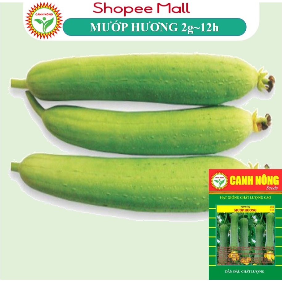 10 CÂY MẦM MƯỚP THƠM HƯƠNG - Tặng kèm 5 viên xơ dừa - CANH NÔNG - KVT
