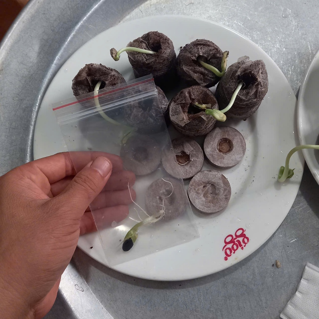 10 CÂY MẦM MƯỚP THƠM HƯƠNG - Tặng kèm 5 viên xơ dừa - CANH NÔNG - KVT
