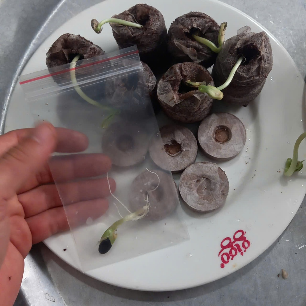 10 CÂY MẦM MƯỚP THƠM HƯƠNG - Tặng kèm 5 viên xơ dừa - CANH NÔNG - KVT