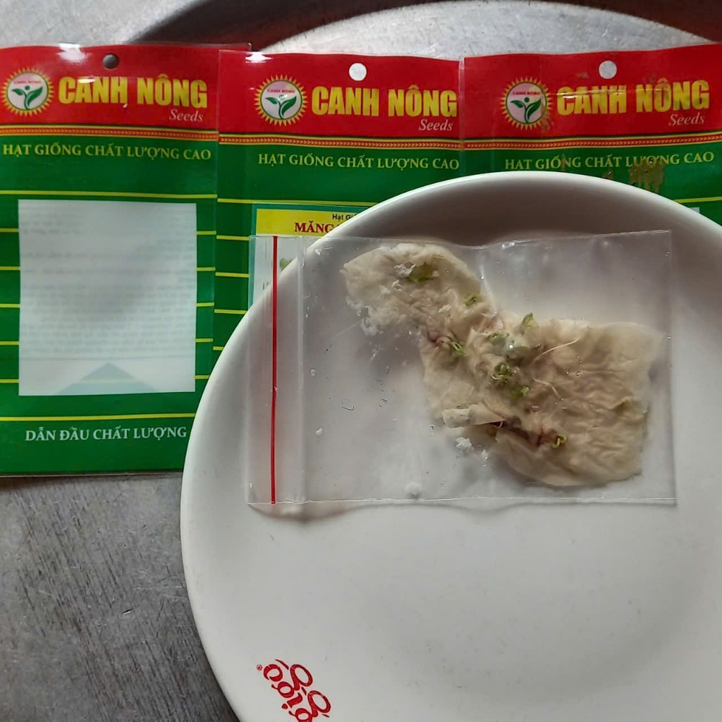 CÂY MẦM Giống Mướp Khía Sai Trái - Tặng kèm 5 viên xơ dừa - CANH NÔNG - KVT