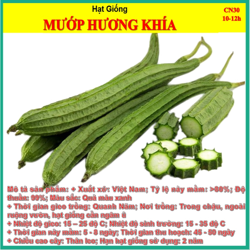 CÂY MẦM Giống Mướp Khía Sai Trái - Tặng kèm 5 viên xơ dừa - CANH NÔNG - KVT