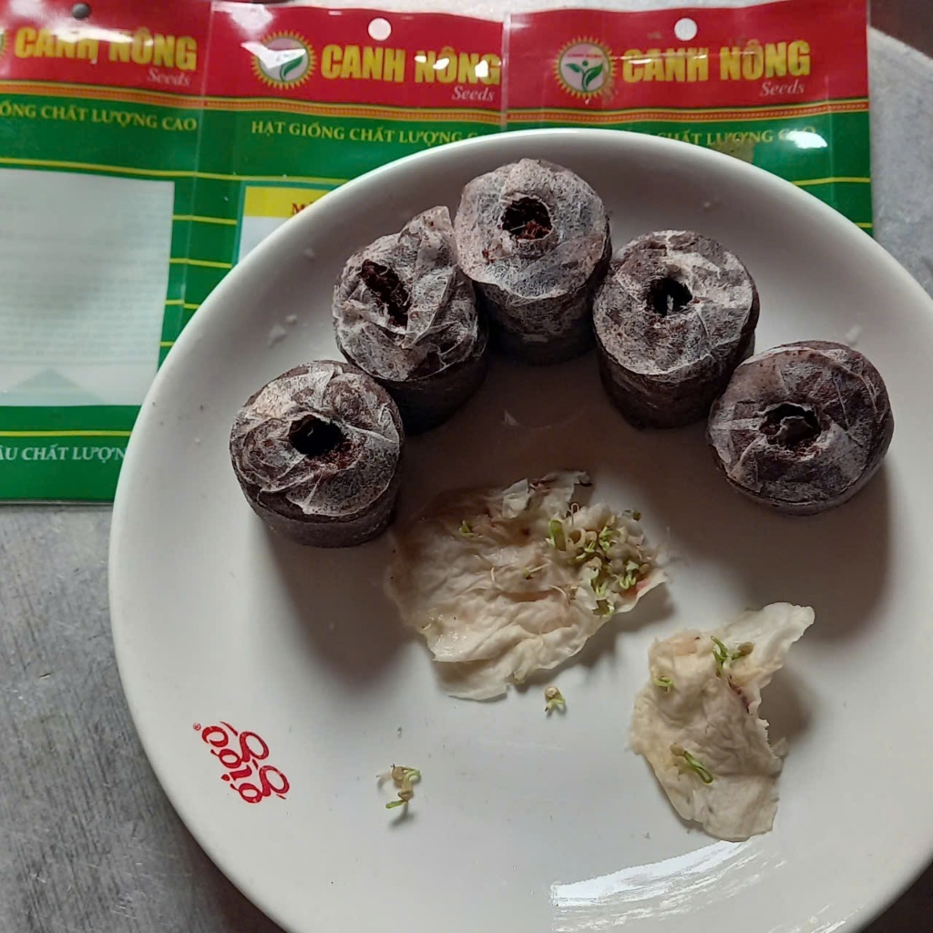 20 Cây Mầm Giống Hoa Sao Nhái  - Tặng kèm 5 viên xơ dừa - CANH NÔNG - KVT