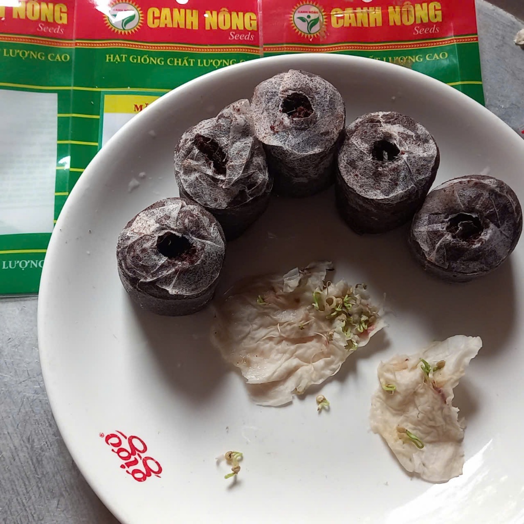 20 Cây Mầm Giống Hoa Sao Nhái  - Tặng kèm 5 viên xơ dừa - CANH NÔNG - KVT