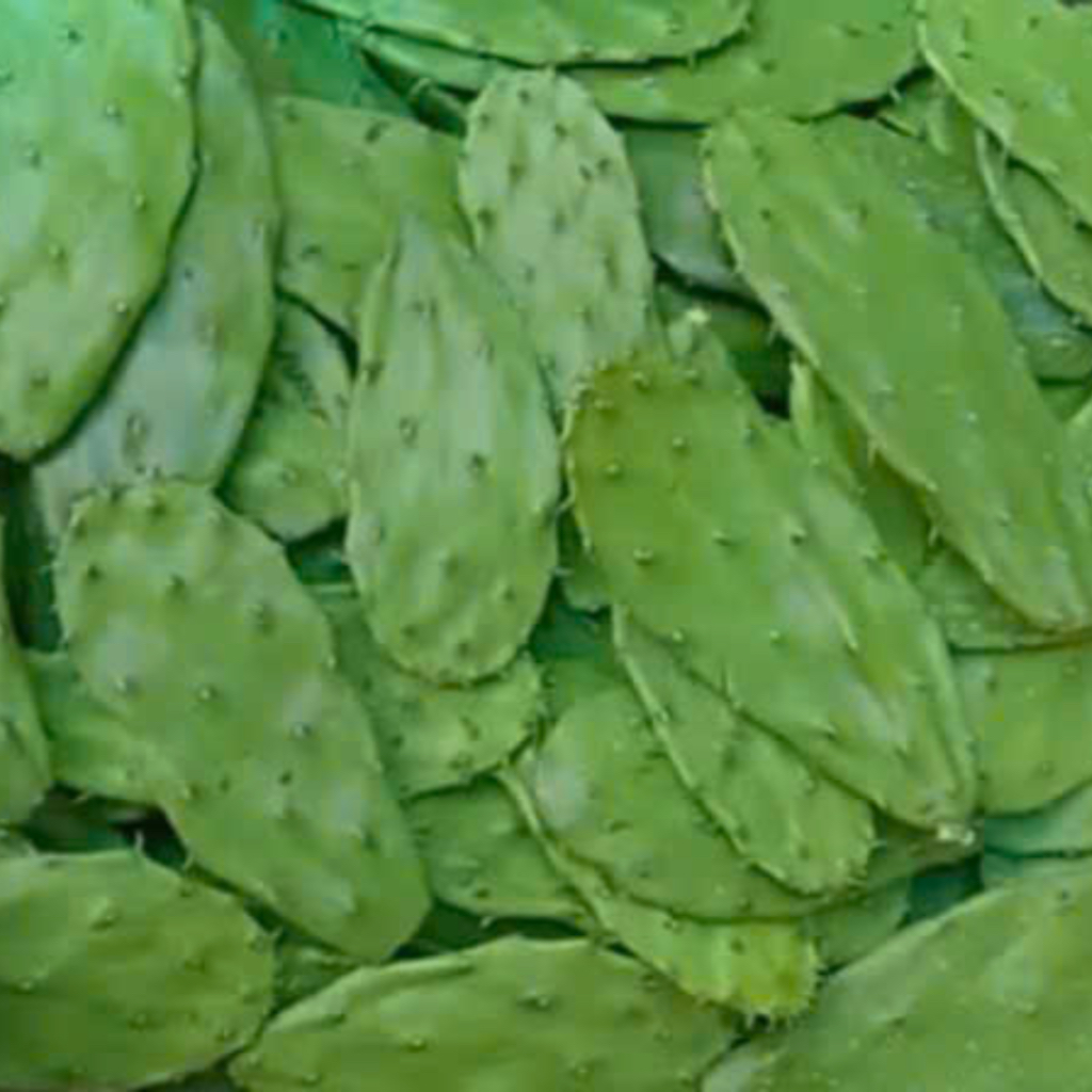 Xương rồng tai thỏ dùng làm món ăn
