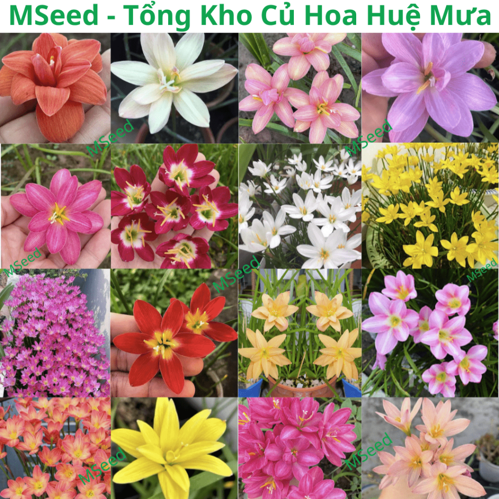 10 Củ Hoa Huệ Mưa Kép Đơn Nhiều Màu (Củ Hoa Tóc Tiên) Dễ Trồng Hoa ...