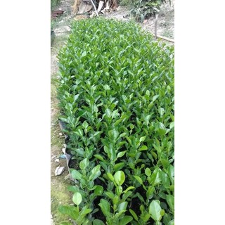 cây chúc combo 20 cây 199k
