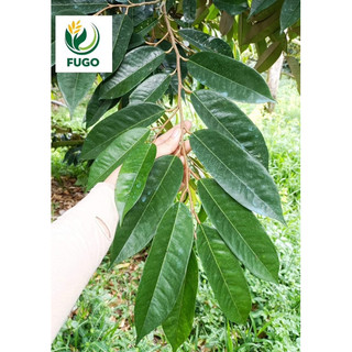 Titan fulvic France 1 kg Kích rễ , xanh lá, to lá, bóng lá, bung chồi, To trái, Sáng Trái, vọt hoa mạnh