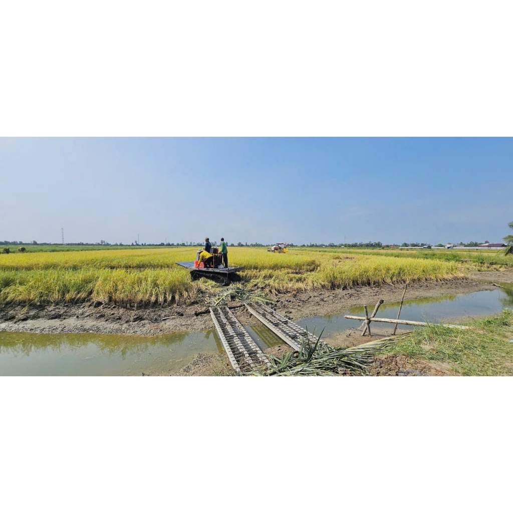 Gạo OM5451  - Dẻo vừa, thơm nhẹ - Túi 10kg