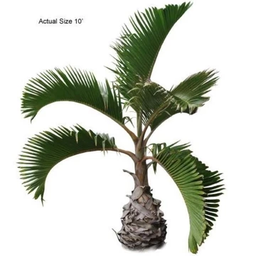 Cau Sâm Banh - Loại lớn 1,5 đến 2,5m - Size 10 in- (Cây cau kiểng đẹp, bụng bự) (Tên tiếng anh Bottle Palm)