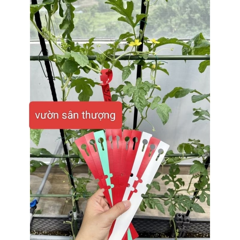 Thẻ Ghi Tên Cây Cảnh Màu, Rau, Củ, Quả, Hoa Hồng Ngẫu Nhiên Tái Sử Dụng Nhiều Lần