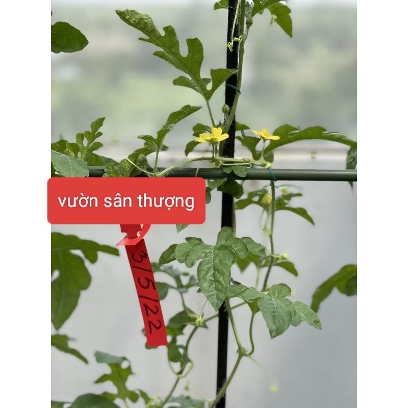 Thẻ Ghi Tên Cây Cảnh Màu, Rau, Củ, Quả, Hoa Hồng Ngẫu Nhiên Tái Sử Dụng Nhiều Lần