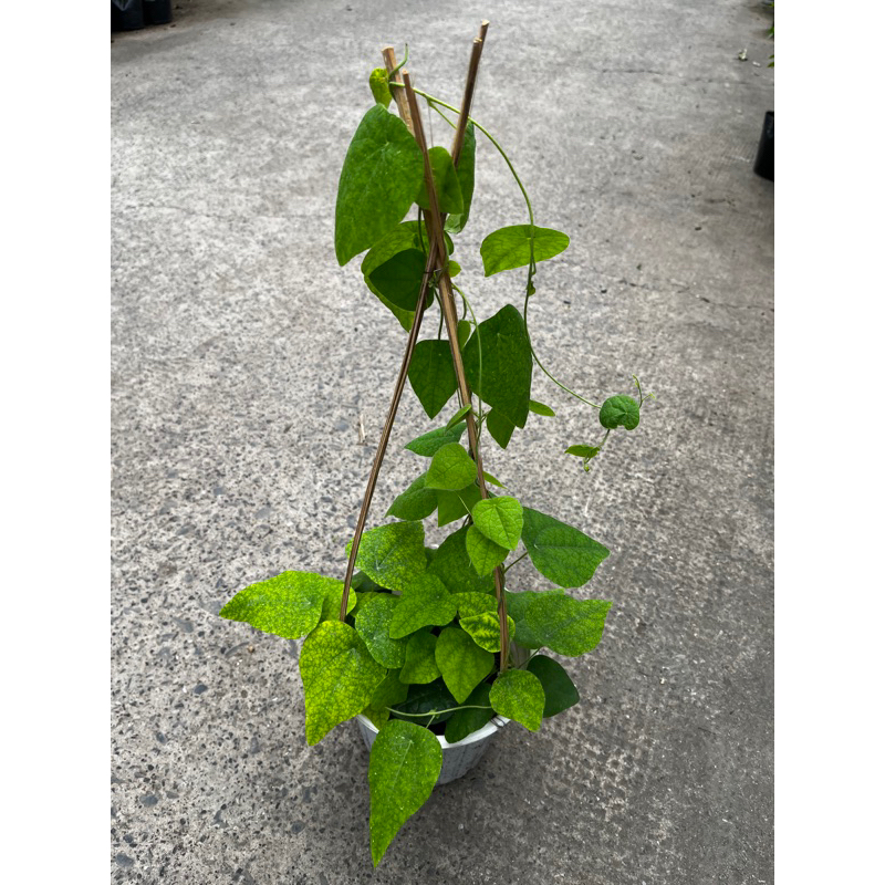 Cây sương sâm lớn, khỏe mạnh
