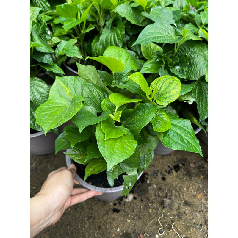 Chậu cây lá lốt