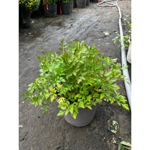 Rau cần nước trồng chậu sạch khỏe, hình thật tại vườn