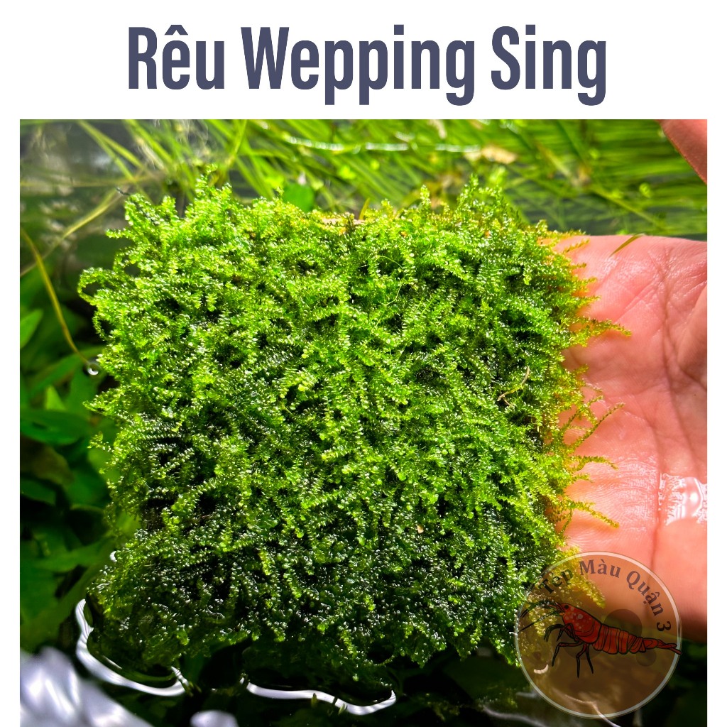 Rêu Wepping Sing - Rêu Thủy Sinh - Tép Màu Quận 3 | Shopee Việt Nam