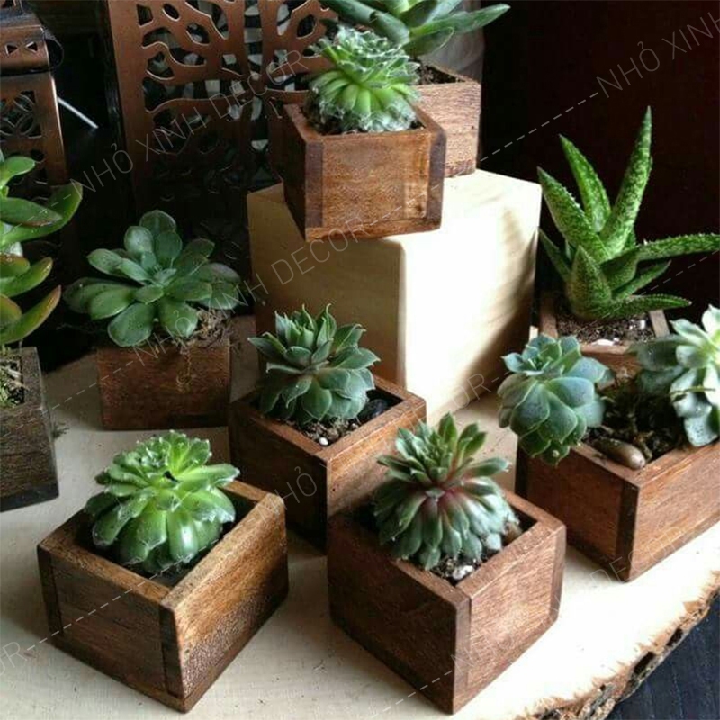 Kệ treo decor cây cảnh mini, kệ sen đá, xương rồng, tiểu cảnh treo tường, để bàn