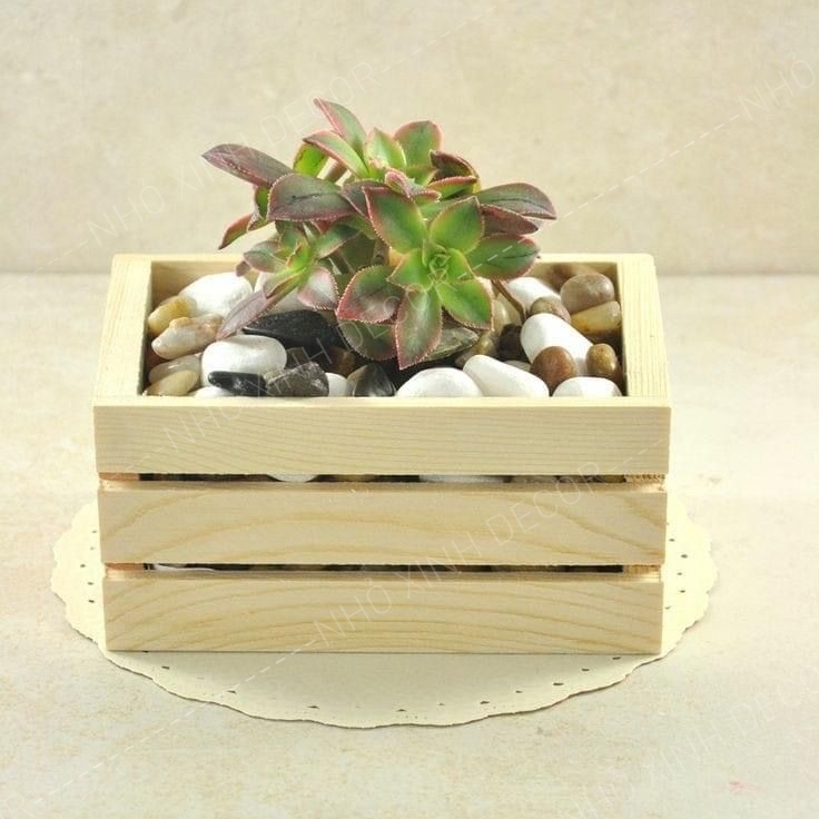 Kệ treo decor cây cảnh mini, kệ sen đá, xương rồng, tiểu cảnh treo tường, để bàn