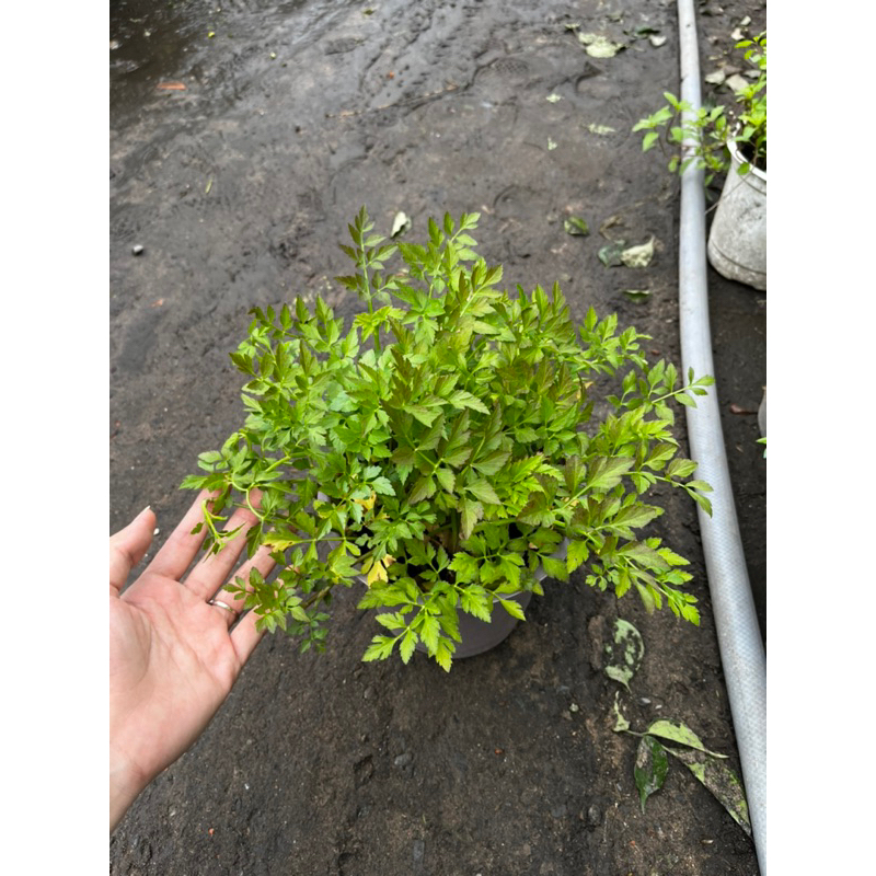 [Hoả tốc Sài Gòn] Rau cần nước trồng chậu sạch khỏe, hình thật tại vườn