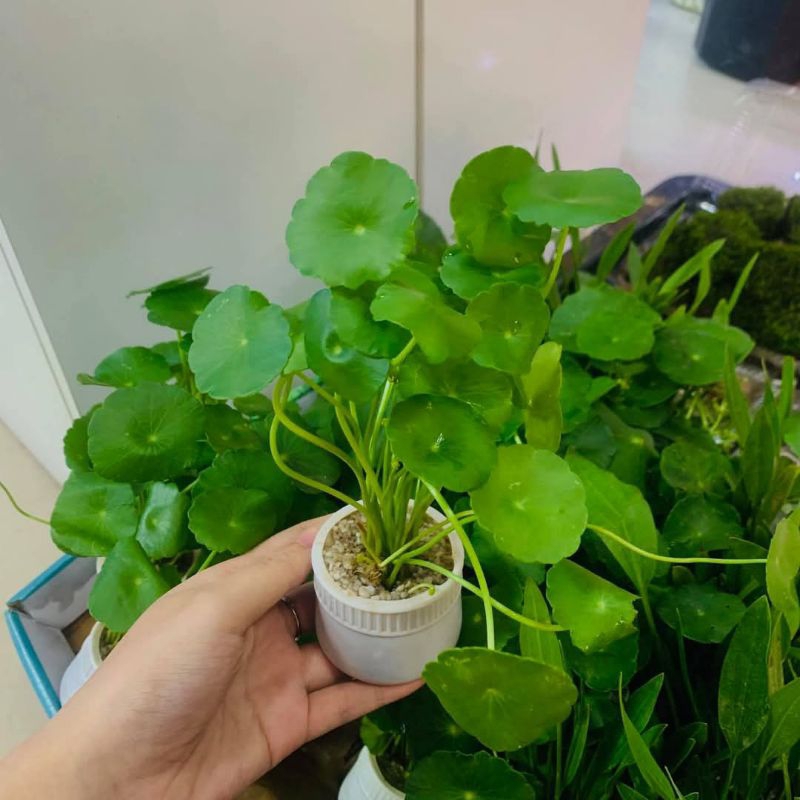 cây thủy sinh rau má dù (sen dù) cỏ đồng tiền, dễ chơi không cần co2 ...