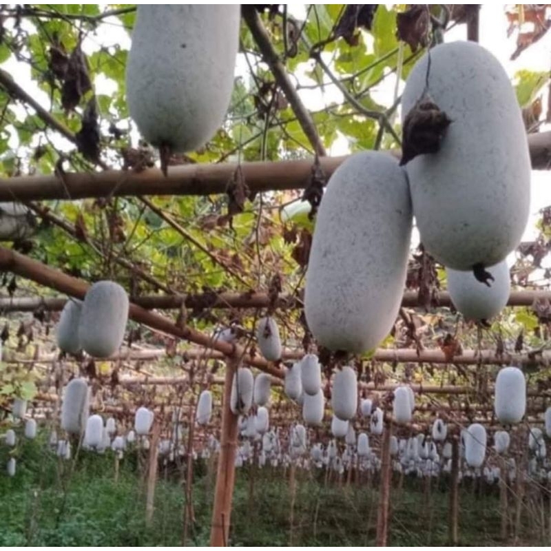 Hạt Giống Bí Đặc Sản Ba Bể, Ăn Cực Ngon  Cực Kỳ Chất Lượng