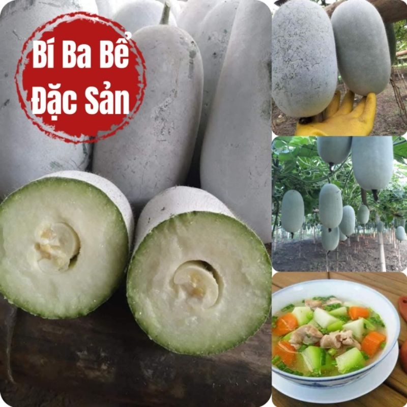 Hạt Giống Bí Đặc Sản Ba Bể, Ăn Cực Ngon  Cực Kỳ Chất Lượng