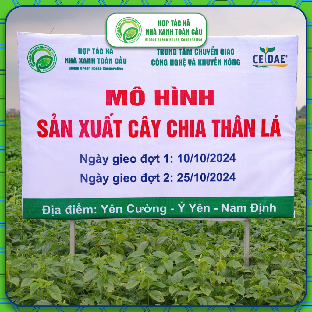 Trà Túi Lọc Cây Chia ChicoChia - Detox, giảm mỡ máu, an thần ngủ ngon